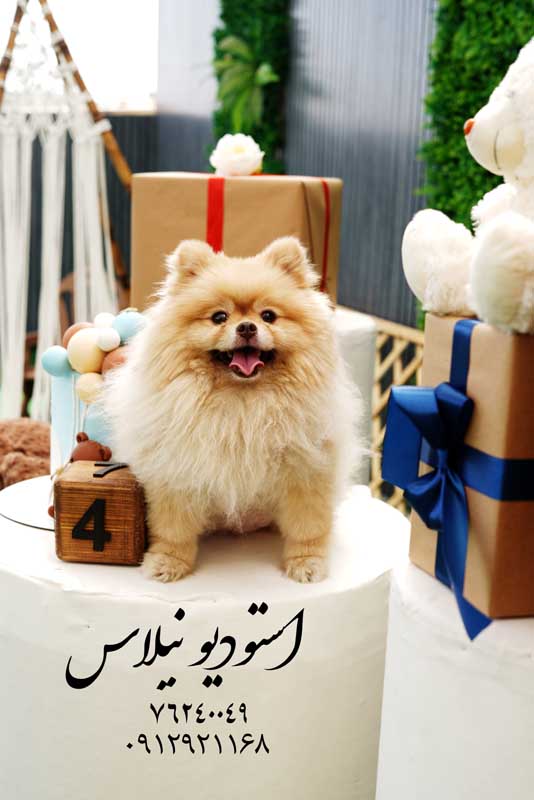 استودیو نیلاس (۱۳)